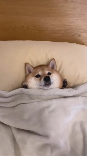 上から見たはなちゃん