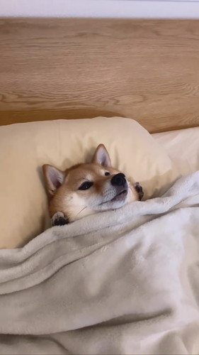 別アングルのはなちゃん