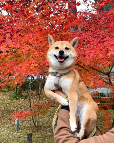 紅葉とはなちゃん