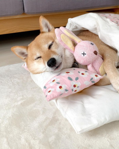 まったりはなちゃん