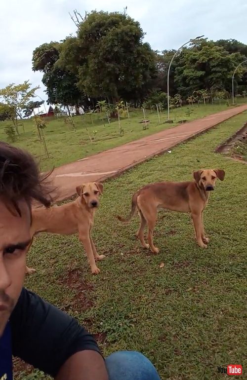 首をかしげるワンコたち