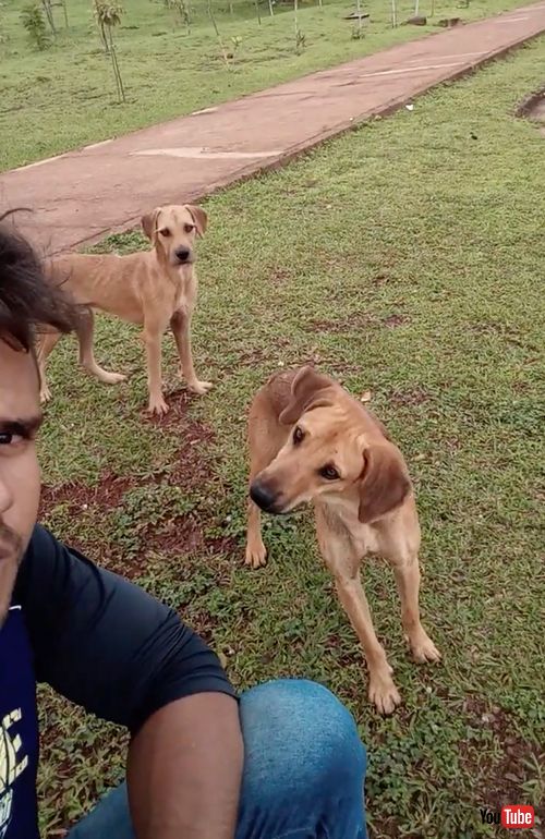 首をかしげるワンコたち