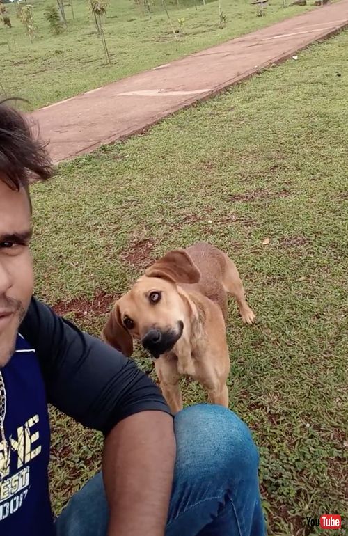 首をかしげるワンコたち