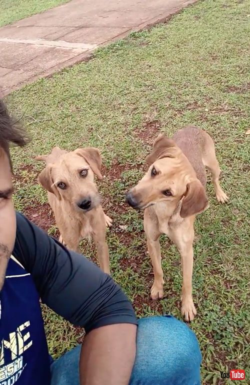 首をかしげるワンコたち