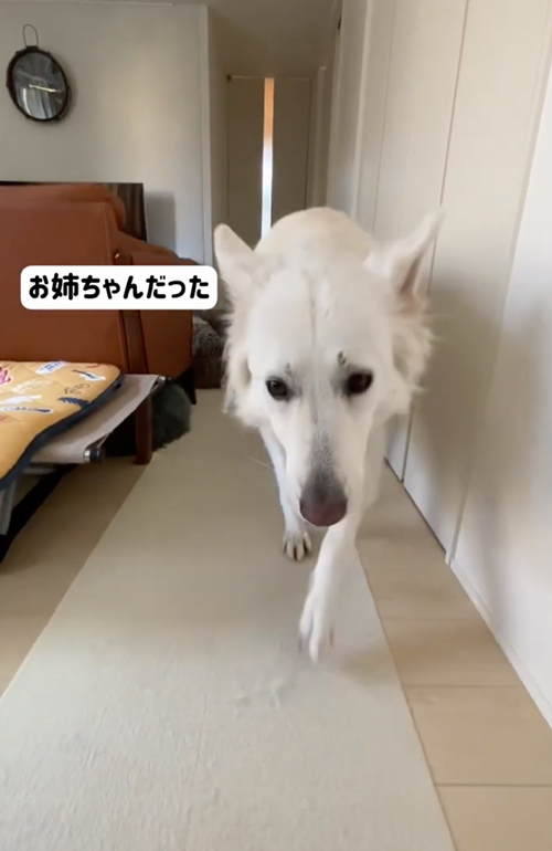 なで待ちホワイトシェパード