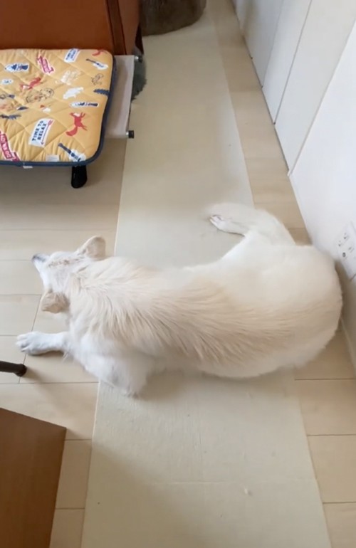 なで待ちホワイトシェパード