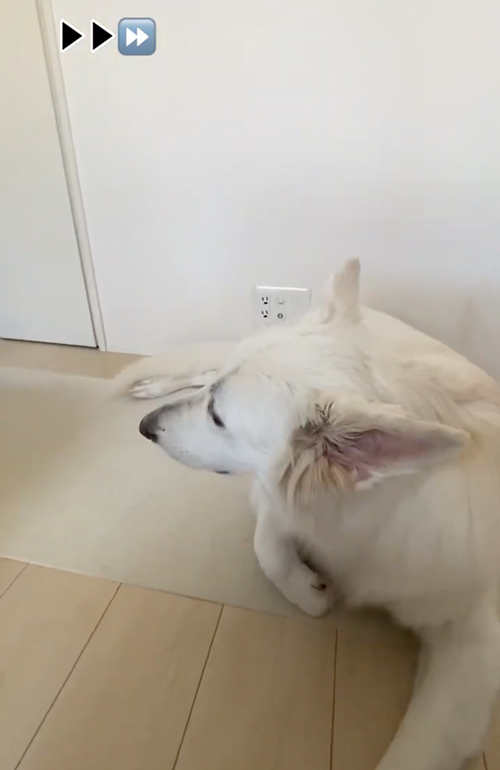 なで待ちホワイトシェパード