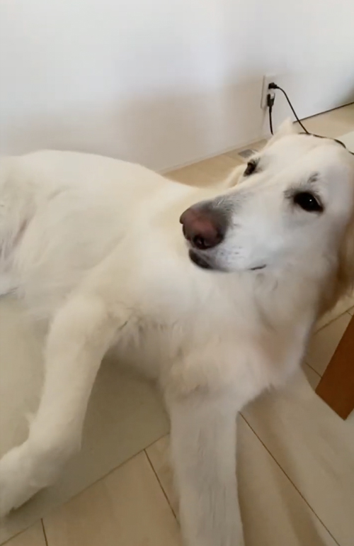 なで待ちホワイトシェパード