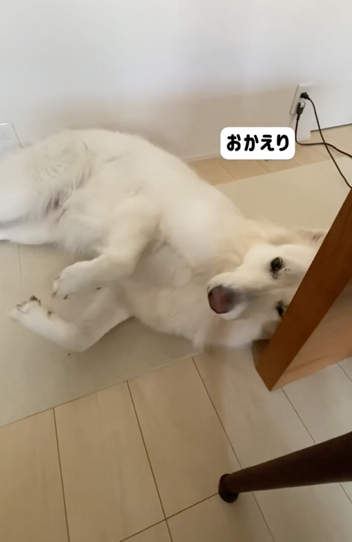 なで待ちホワイトシェパード