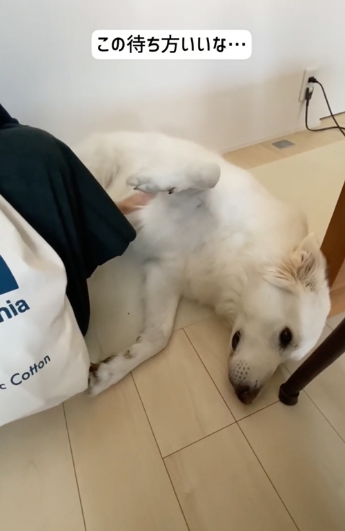 なで待ちホワイトシェパード