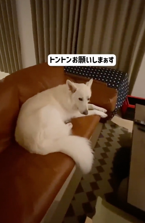 トントンお願いします