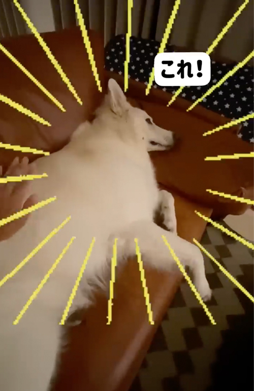 トントンお願いします