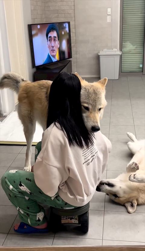 娘さんの肩にあごのせワンコ