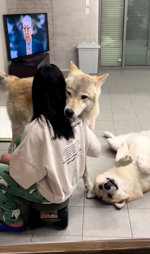 娘さんに甘えるワンコとヘソ天ワンコ