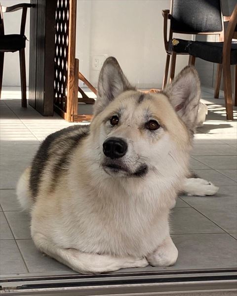 伏せしているわんこ