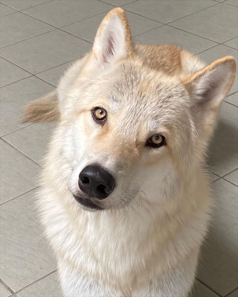 ウルフワンコ見上げてる