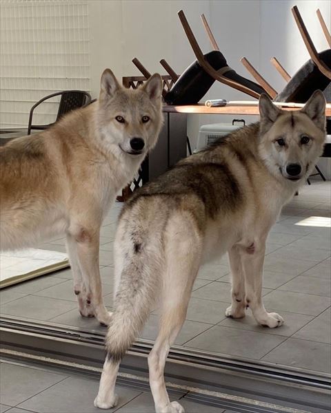 振り向くワンコ2匹