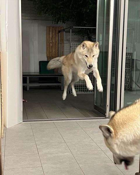 ジャンプするワンコ