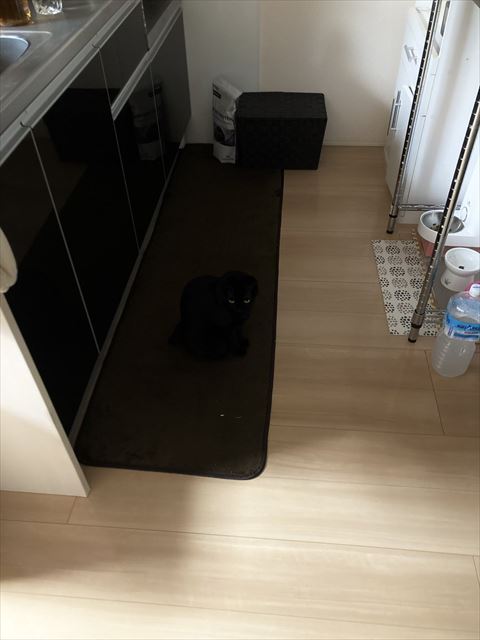 黒マットと黒猫