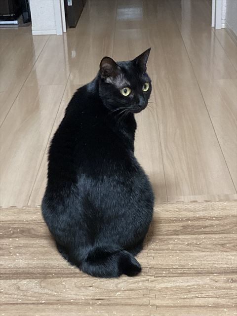 振り返る猫