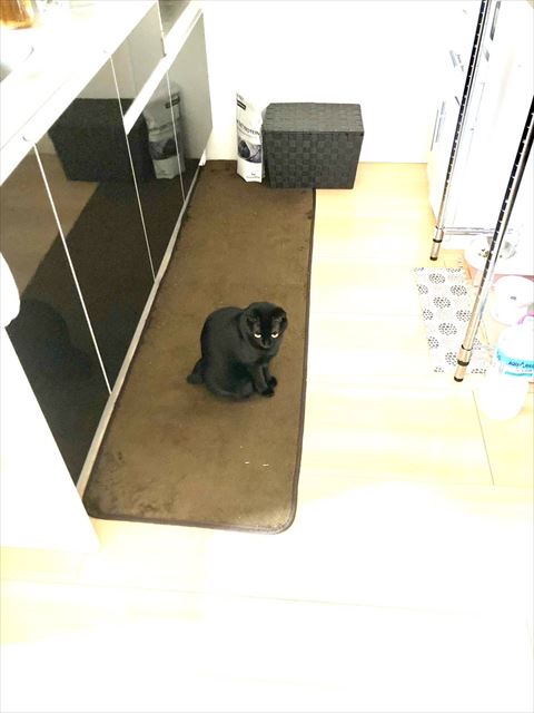 茶色マット黒猫