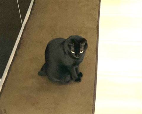 茶色マットトリミング