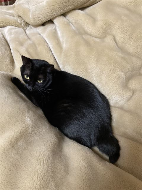 毛布の上黒猫