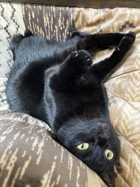 仰向け逆さま黒猫