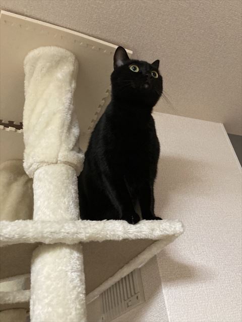 タワーにいる黒猫