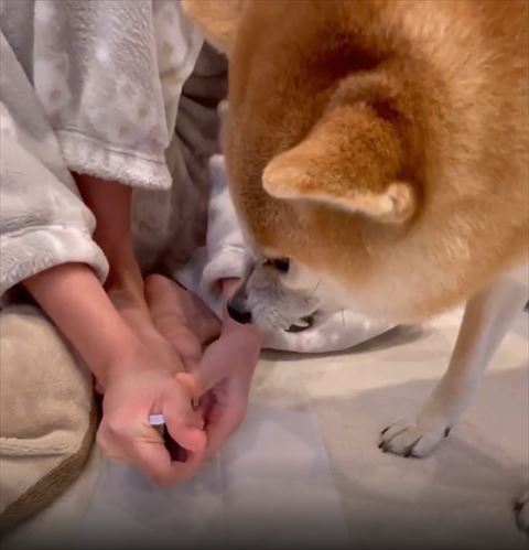 爪切ろうとしてる姉と威嚇するワンコ