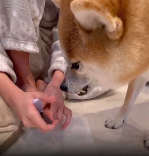 歯をむき出しにするワンコ