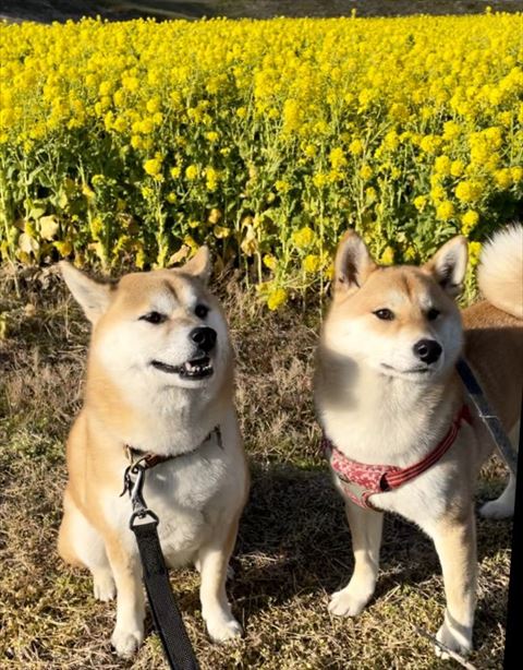 花畑ワンコ2匹
