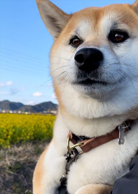 抱っこされる柴犬アップ