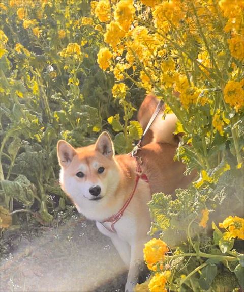菜の花からひょこりする柴犬