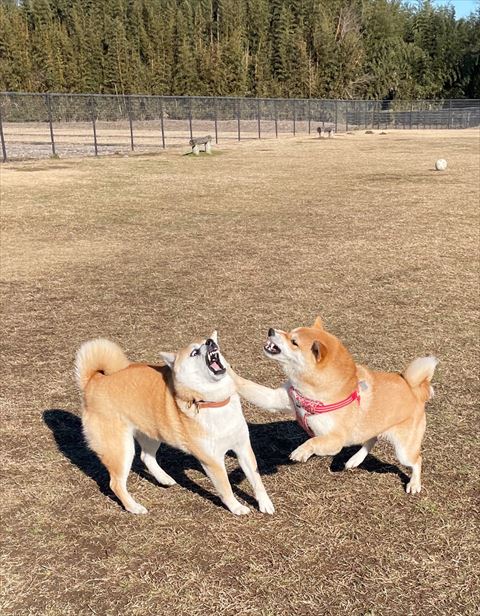 ワンプロ中の2匹