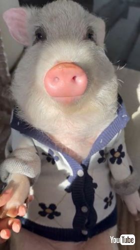 ほほえむようなブタ