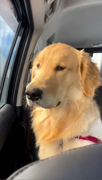 睡魔に負けるゴールデンレトリバー