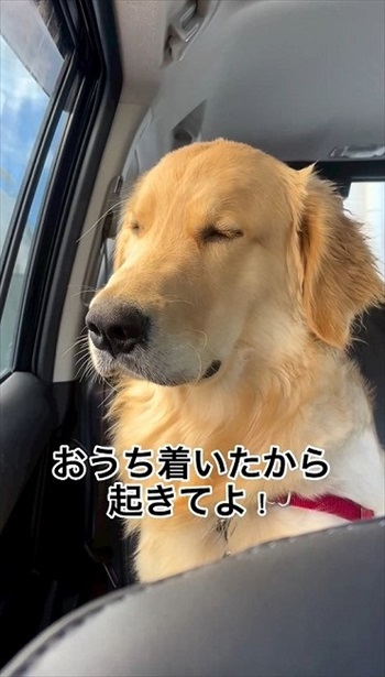 睡魔に負けるゴールデンレトリバー