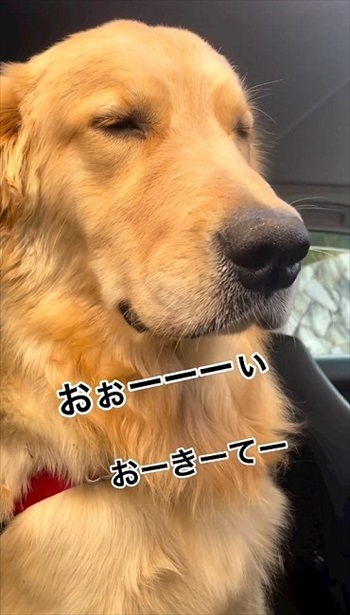 睡魔に負けるゴールデンレトリバー