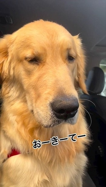 睡魔に負けるゴールデンレトリバー