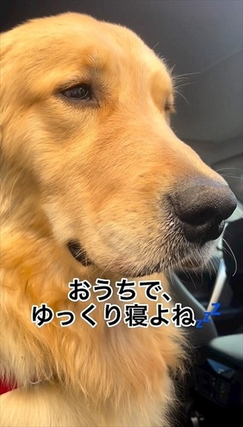 睡魔に負けるゴールデンレトリバー
