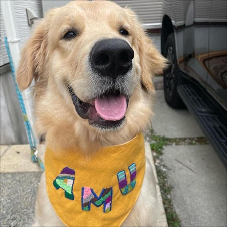 睡魔に負けるゴールデンレトリバー