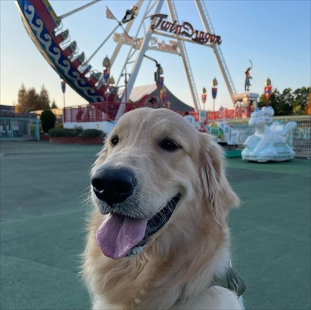 睡魔に負けるゴールデンレトリバー