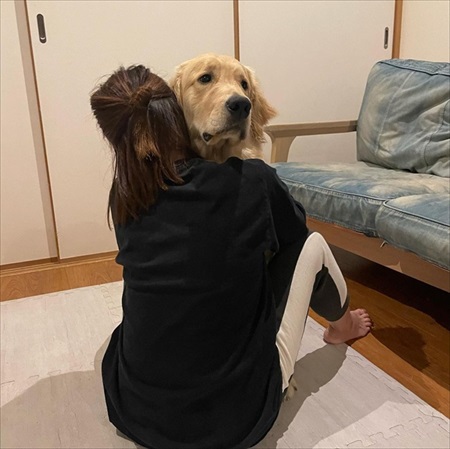 睡魔に負けるゴールデンレトリバー