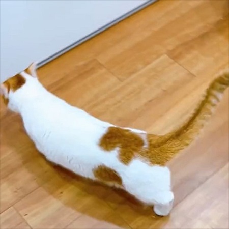 ご飯のねだり方を教える猫ちゃん