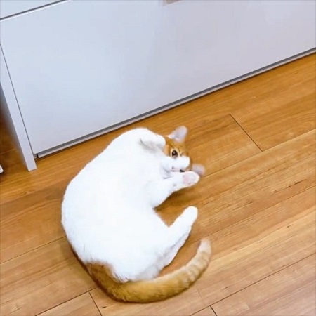ご飯のねだり方を教える猫ちゃん