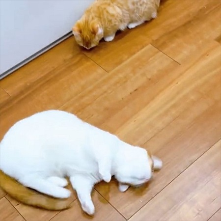 ご飯のねだり方を教える猫ちゃん