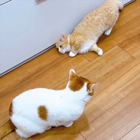 ご飯のねだり方を教える猫ちゃん