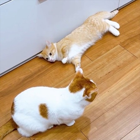 ご飯のねだり方を教える猫ちゃん