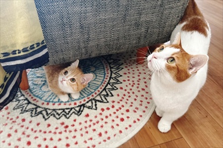 ご飯のねだり方を教える猫ちゃん